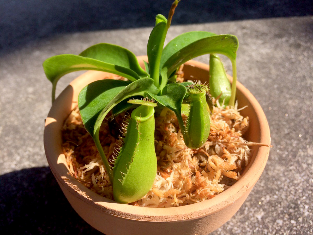 ウツボカズラ(ネペンテス)の植え替え