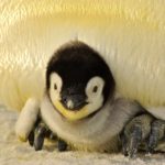 豊橋総合動植物公園（のんほいパーク）のペンギンが出産ラッシュ