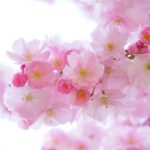 愛知県のお花見スポット【定番から穴場まで4選】